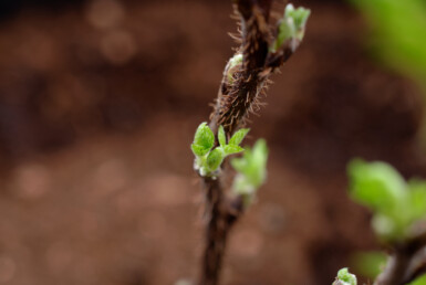 walnut seedlings