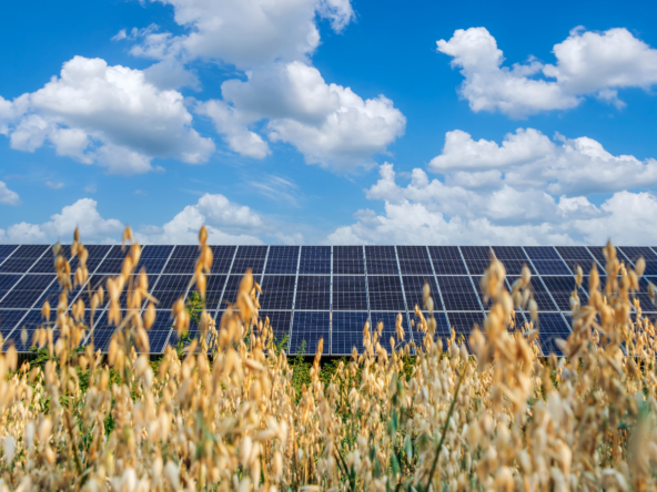 Agrivoltaic Project in Zungri